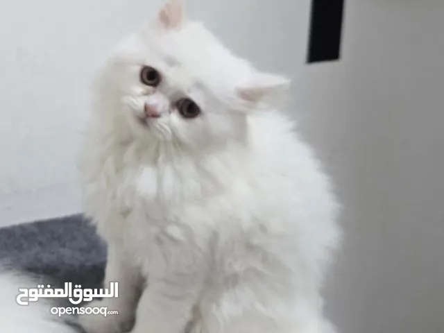 Pure white Persian kitten
