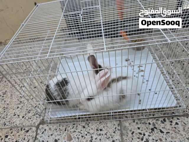 ارانب مع القفص