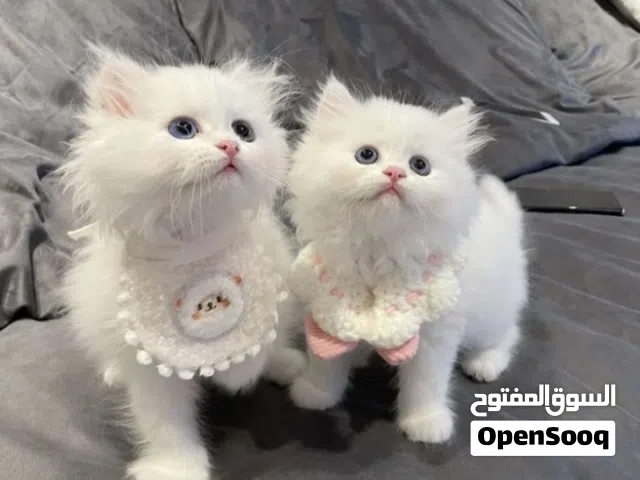 بنوته وولد