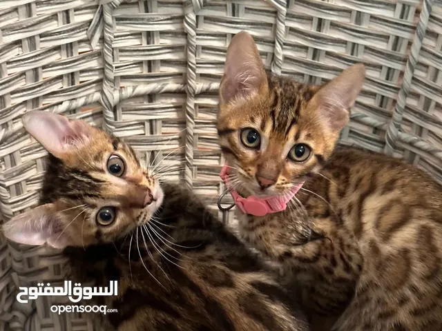 Address Bengal kittens available for adoption