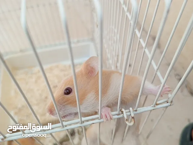 هامستر للبيع