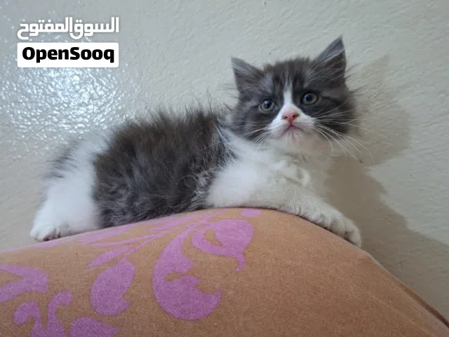 انثي للبيع مكس بين شيرازي وراغدول العمر شهرين ونص... للبيع 200 دينار