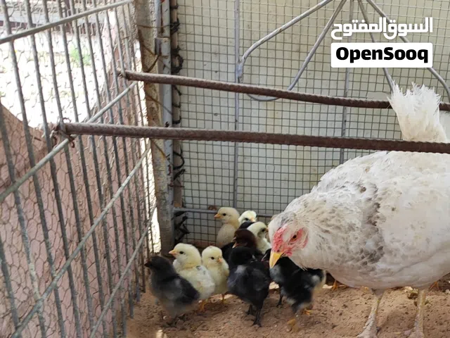 دجاجة عربية تحتها 15 فلوس