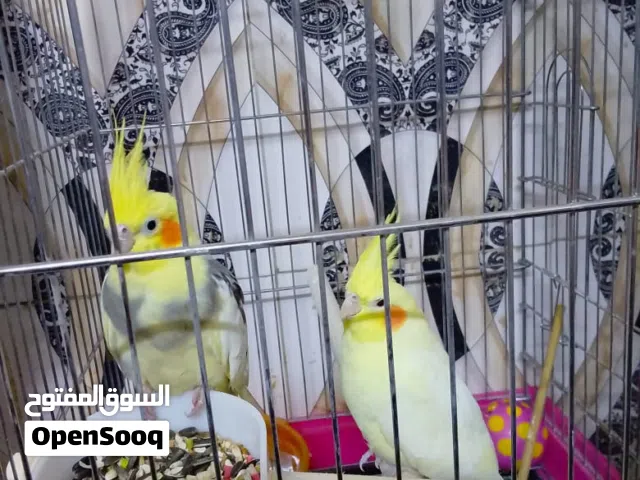 طيور ببغاء قسم الكوكتيل للبيع مع القفص والمنزل(اقره الوصف)