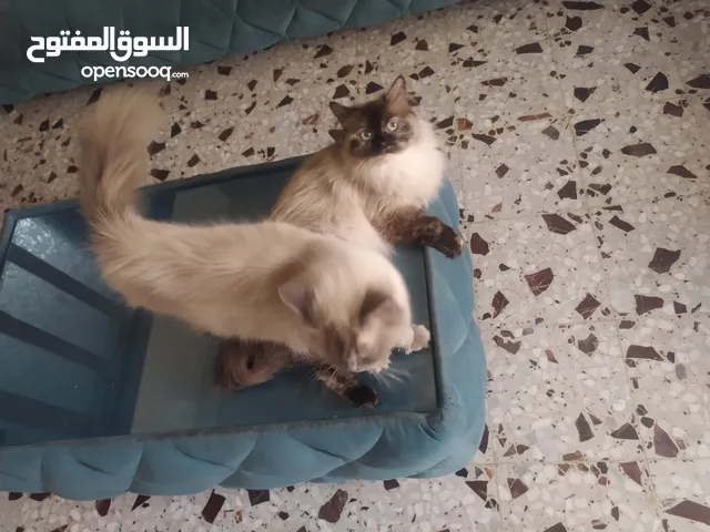 قطط همالايا اناث