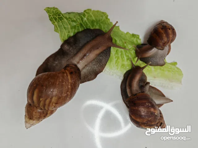 حلزونات افريقيه للبيع عمر 5 اشهر و شهر