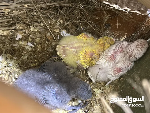 طيور وفروخ روز للبيع