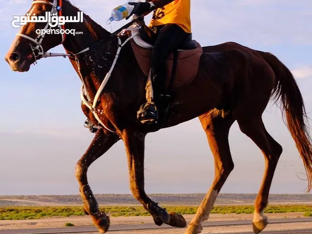 حصان قدره وتحمل