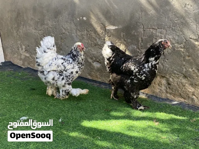 دجاجتين براهما فولي عملاق منتجات