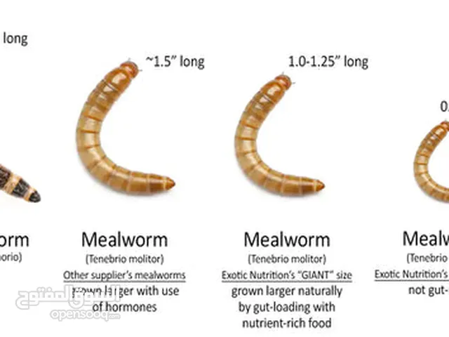 دود قبابي /ميل ورم /Mealworm