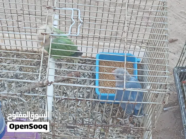أناتي بركاديلو جهزات للحضان