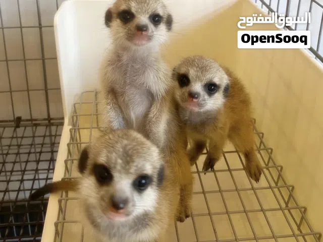 متوفر مواليد الميركات ... baby meerkat available