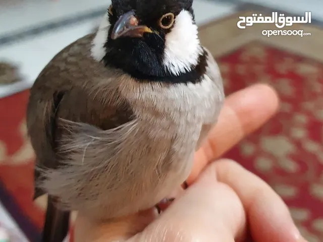 بلبل مال المدينه بصراوي للبيع