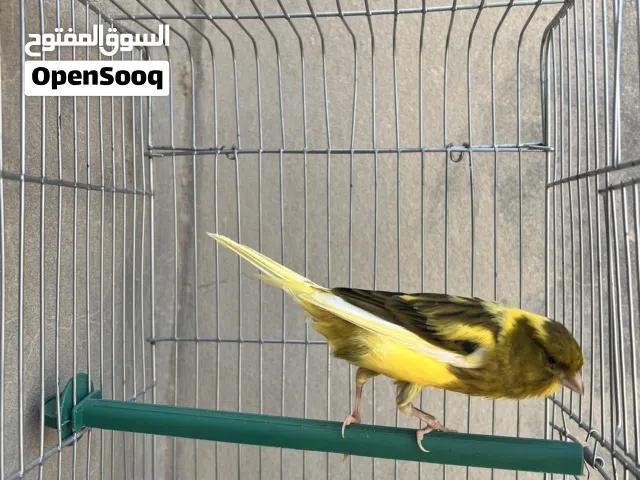 انتي كناري روك شاير