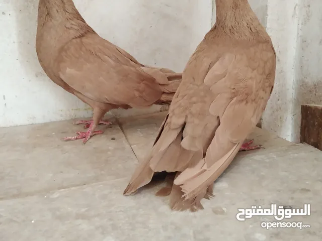 حمام مالطي روماني شغال اصفر فل كلر