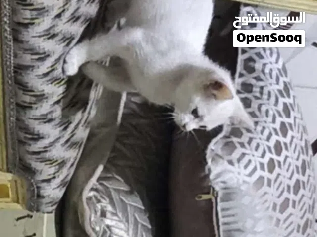 قطط للتبني 2 انثى وذكر عمر شهرين