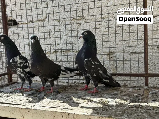 زوج رام منتج الحمدالله