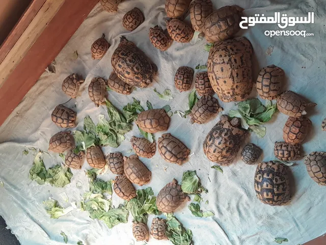 سلاحف صحراوي ويوناني صحتها ماشاء الله جميع الاحجام فرز اول