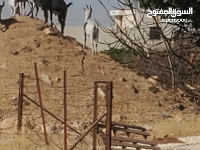 تيس البينو اللبيع