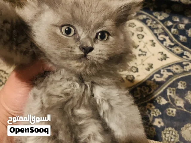 للبيع قطط كيتن العمر شهرين