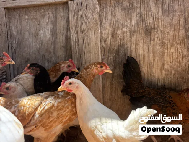 شواشيو عربيات