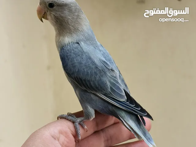 روز اوبلاين ازرق اليف وهدد داخلي