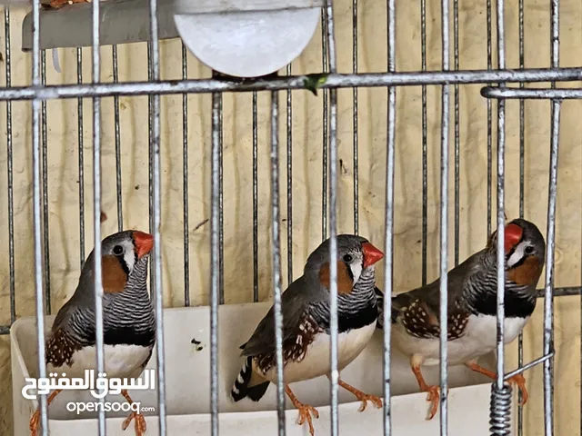 زوج كناري شغال + 5 طيور جنه ذكور شغالين