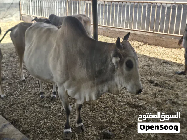 ثور عماني مطعوم من الصغر