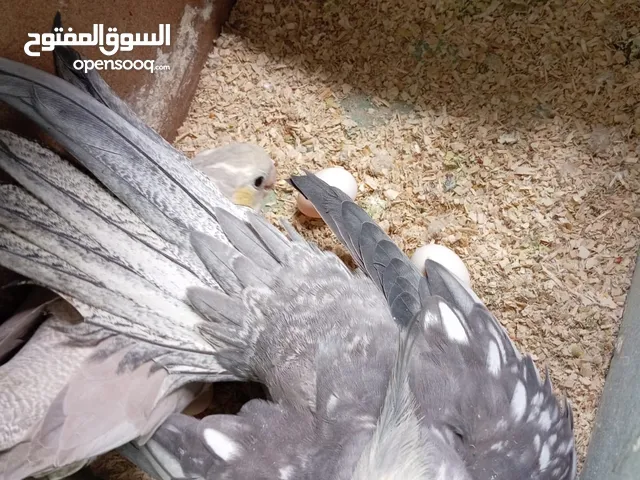 كوكتيل و هوقو رومو حب البينو و فحل كنار بالوصف
