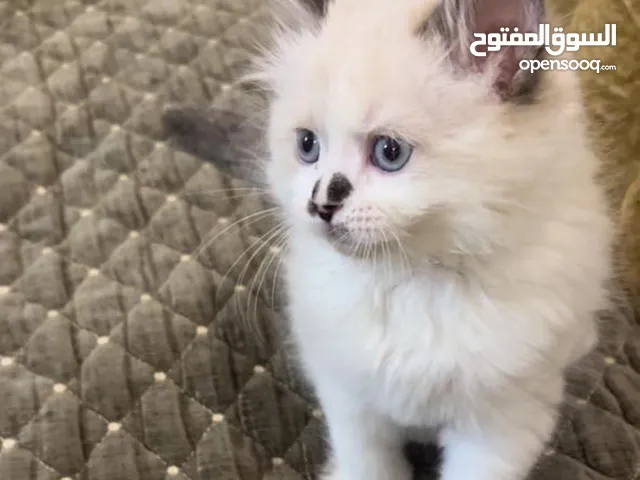 بزون هملايه رهيبه