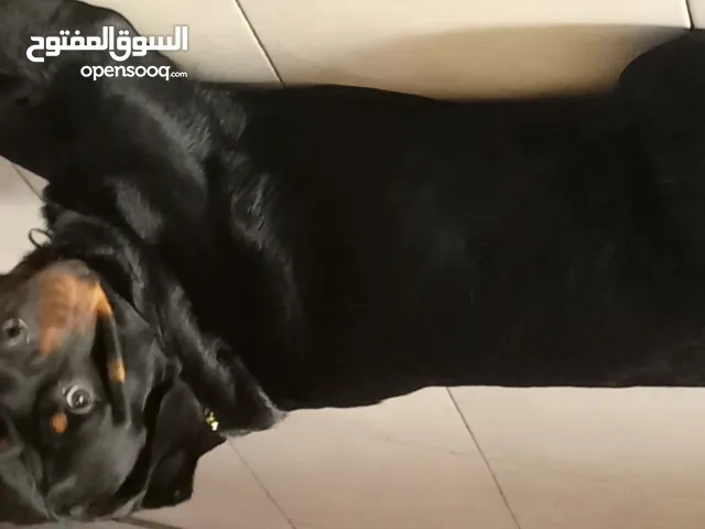 كلب روت ويلر للبيع