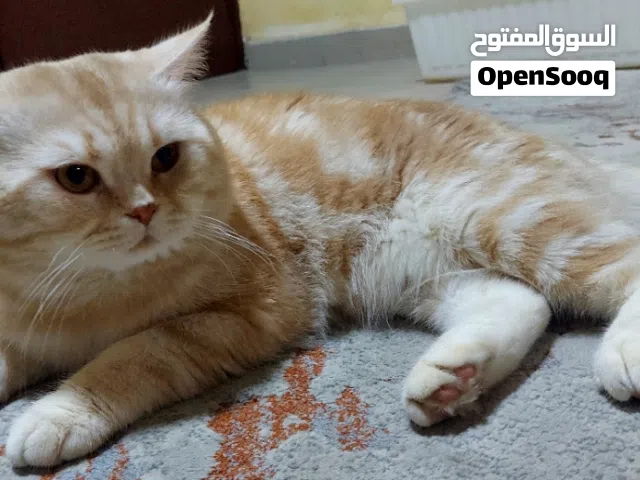 قط ذكر للتبني