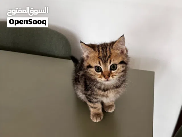 كيتنن ذكر للبيع