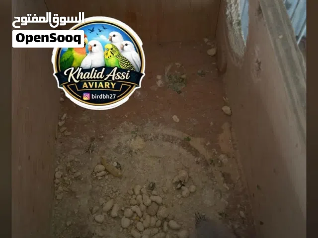 فروخ بادجي غر