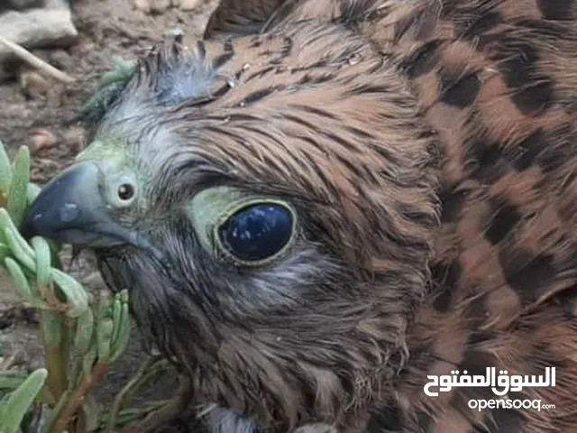 طیر اسمهُ مابعرف