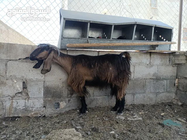 عنز للبيع ثالث ولده