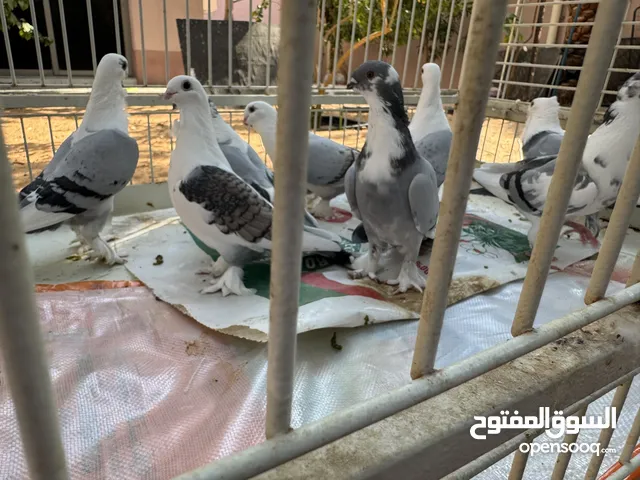 حمام حب رمان الحبه 50