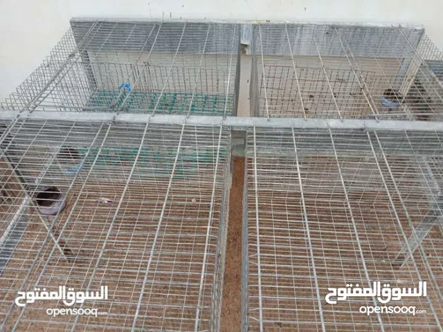 بتارية إيطالية