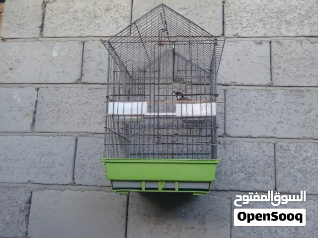 بلبل وحشي  فل تغريد شرط فحل