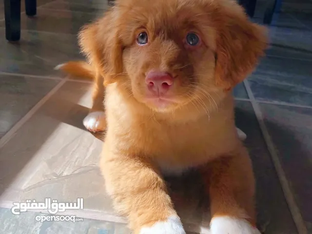 cute purebred puppies