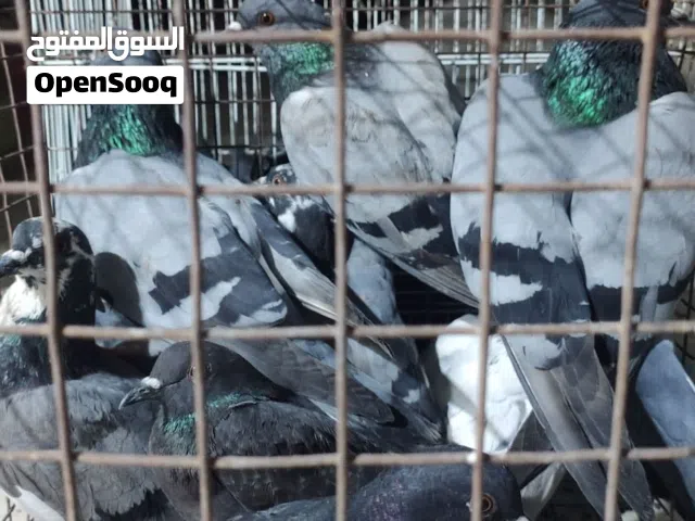 حمام عربي فرادي ع 8.5 البيع جملة العدد 14 الطرف