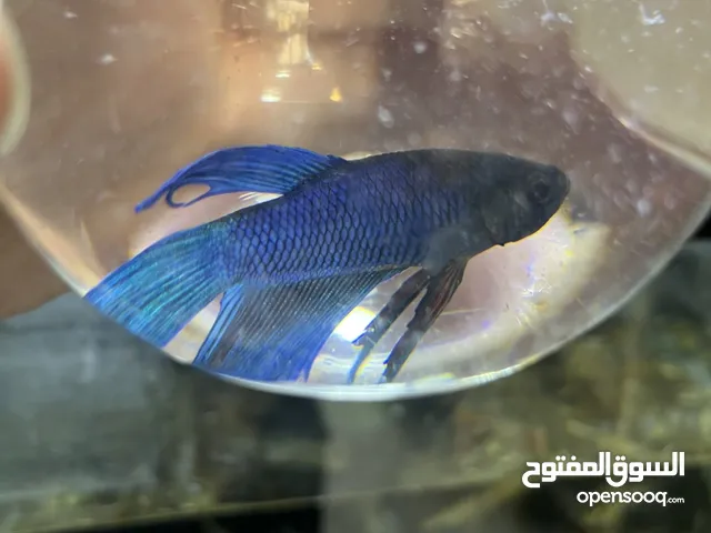 سمك فايتر هاف مون طفرات وأحجام وألوان تشكيلة خرافية هاف مون