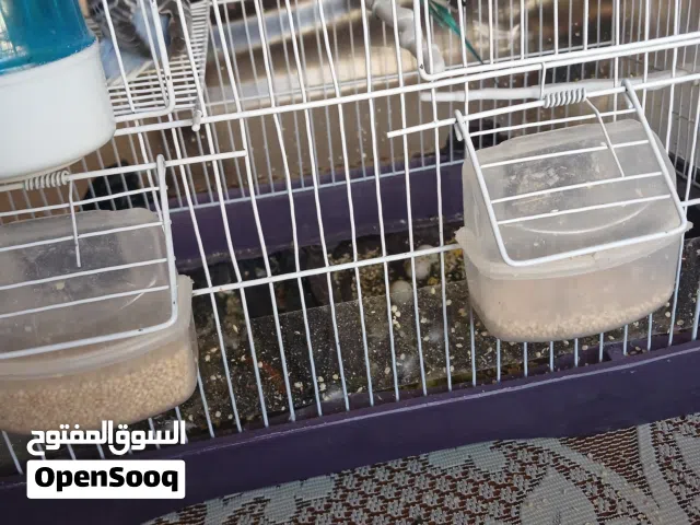 طيور حب باذجي