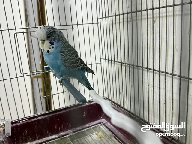 طيور مميزة للبيع