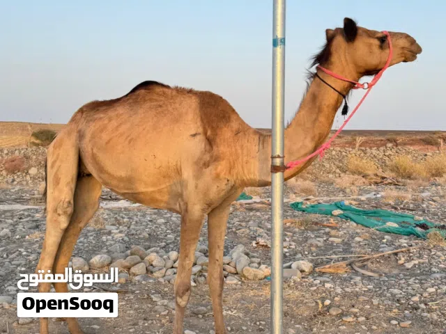 ناقة إنتاج أصيل