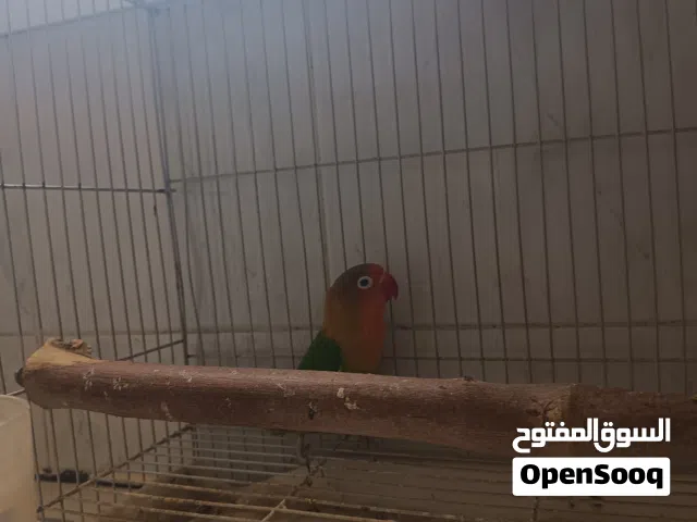 أنثى طير حب متعلمه وجاهزه للإنتاج