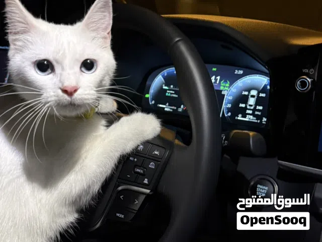 قطوه للتبني