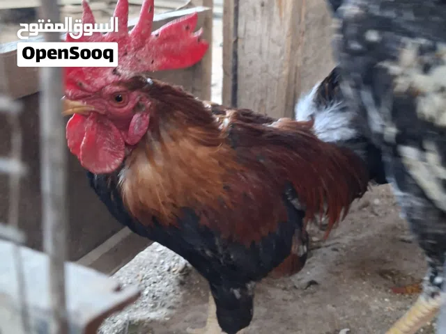 دجاج عرب عراقي اصلي