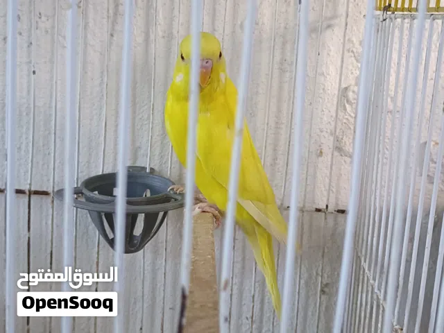 اربع جواز حب تحتهم فراخ