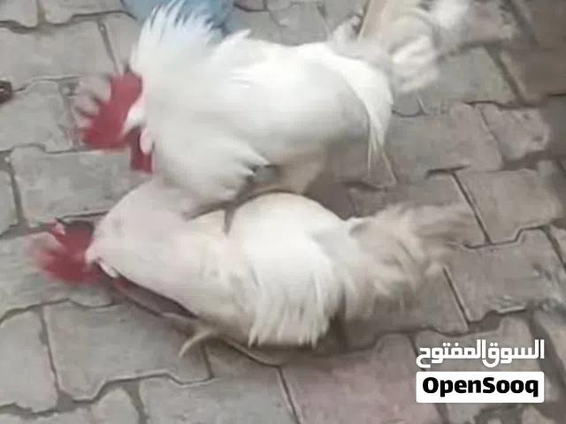 محتاج ديج مصلحه بسعر مناسب مكاني بصره